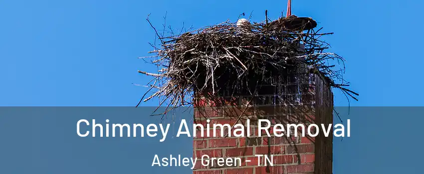 Chimney Animal Removal Ashley Green - TN