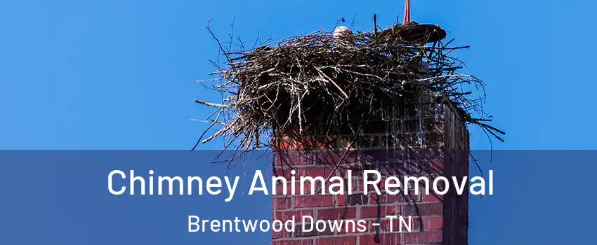 Chimney Animal Removal Brentwood Downs - TN