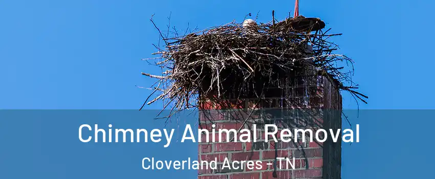 Chimney Animal Removal Cloverland Acres - TN