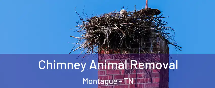 Chimney Animal Removal Montague - TN