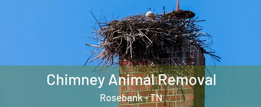 Chimney Animal Removal Rosebank - TN