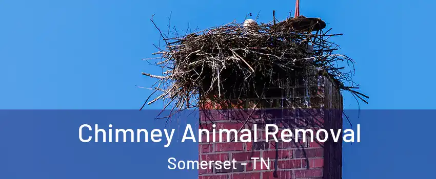 Chimney Animal Removal Somerset - TN